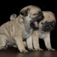 PUG-PUPPIES-puppiestogo