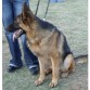 En la foto tiene 7 meses, una cachorrita que es mas grande que su madre, mi otra perra Karla, es hija de Idefix von der Steinhägerquelle. Cuando termine de formarse, dentro de 1 año,  sera espectacular.
Esta aprendiendo obediencia y es muy inteligente.