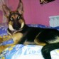 Q linda