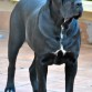 Cane Corso España, Paestum Primulanera en La Mirage de Torrellas