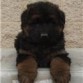 Mi cachorrote de mes y medio.