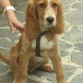 Esta es cuca,es un cruce de setter irlandes con cocker.La gusta mucho jugar y pasear.Lo que adora es mordernos las chaquetas viejas.