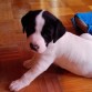 Ronnie 5 semanas