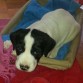 Ronnie con 4 semanas