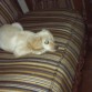 descansando.