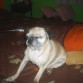 mi linda perrita pug carlino