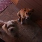 Mi Baby Lucky Y Gorda Una Ex.Perrita Mia