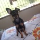 me llamo bandido y tengo como novia a mixi una linda pinscher blanca, pero todavia esta un poquito chiquita para tener bebes, x eso busco una novia que pueda tener bebe conmigo, lindas candidatas llamar al 0414-129-78-72