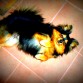 QUIEN ME PUEDE DECIR SI ES POMERANIA MI PERRITA AMY ....