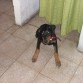 3 meses, 5 días.