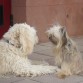 Mi niña con su amigo Trufo 
