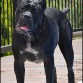 Cane Corso España, Ch.Sara del rosso Malpelo en La Mirage de Torrellas