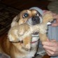 scrappy mordiendo al senor conejo
