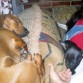 Son MUY dormilonas! les encanta tomar "siestas" juntas! :}