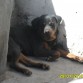 DUKE AL AÑO 1 MES