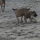 las locas jungando en la playa... les encanta