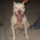 beckham pit totalmente blanco, muy docil