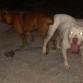 punky y beckham