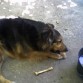 comiendo huesos