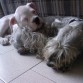 bellos durmientes