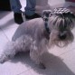 mi querido watson