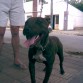 mi hermoso perro a los 9 meses!!!