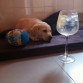 UN GIN-TONIC MAS Y A DORMIR.....