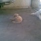Arrascame