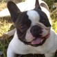 y Crash mi bulldog frances