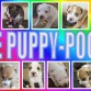 los pupyes