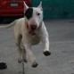 Saltar, Correr, Volar