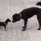 mi "otro" amigo