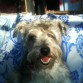 willy peludo en su sillon tomando el sol riendo
