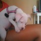 CON SU MANCHITA DE CORAZON