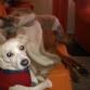 Os presento a mi nuevo hermano adoptado, es ese del fondo, nos lo pasamos de miedo, desde que se ha ido recuperando de la mala vida que le han dado.