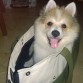 Mi bolsita-transportin! Cómo me gusta!