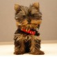 YORKIE-PUPPIES-puppiestogo