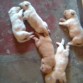 eliot de bebé es el mas obscurito de los 5 perritos labrador 