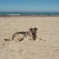 Yaki en la playa.