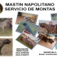 Mastin Napolitano en busca de novia


BARINAS