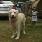 Txuri en el camping.