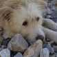 A veces parece que está triste, pero yo creo que es un perro feliz estando con nosotros.