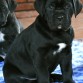 Cane corso España, Centurion de La mirage de Torrellas