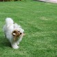 jugando con su tigre