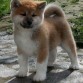 que mono parece un peluchito el akita-inu