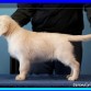 Aslan (Zampanzar Silver Class)
www.SerendipityDog.es
Cria Responsable y Familiar del Golden Retriever