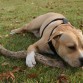 descansando