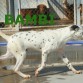 Bambi, dalmata en adopcion. 7 meses de edad