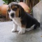 Cachorro de Beagle