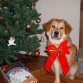 lista para navidad